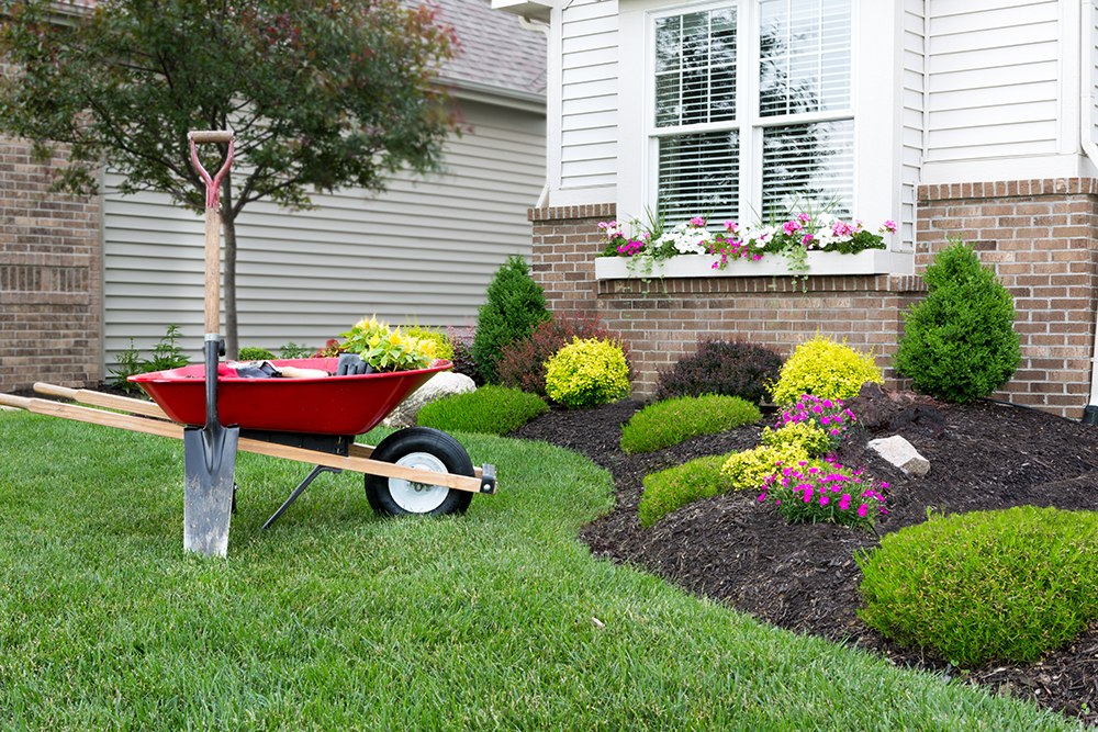 Landscaping shrubs and plants around a home