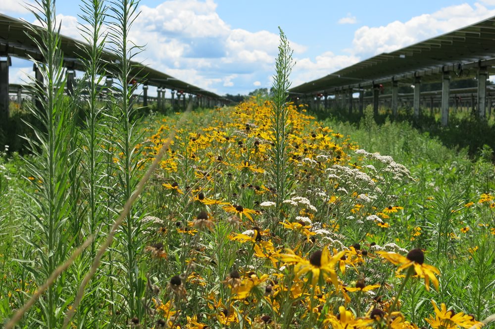 A row of yellow flowers in between rows of solar panels at O'Brien Solar Fields.